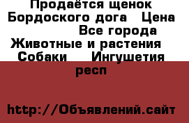 Продаётся щенок Бордоского дога › Цена ­ 37 000 - Все города Животные и растения » Собаки   . Ингушетия респ.